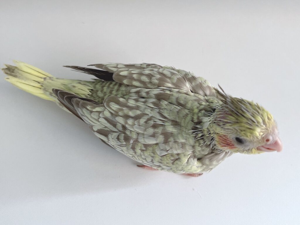 オカメインコ　シナモンパール３号　５